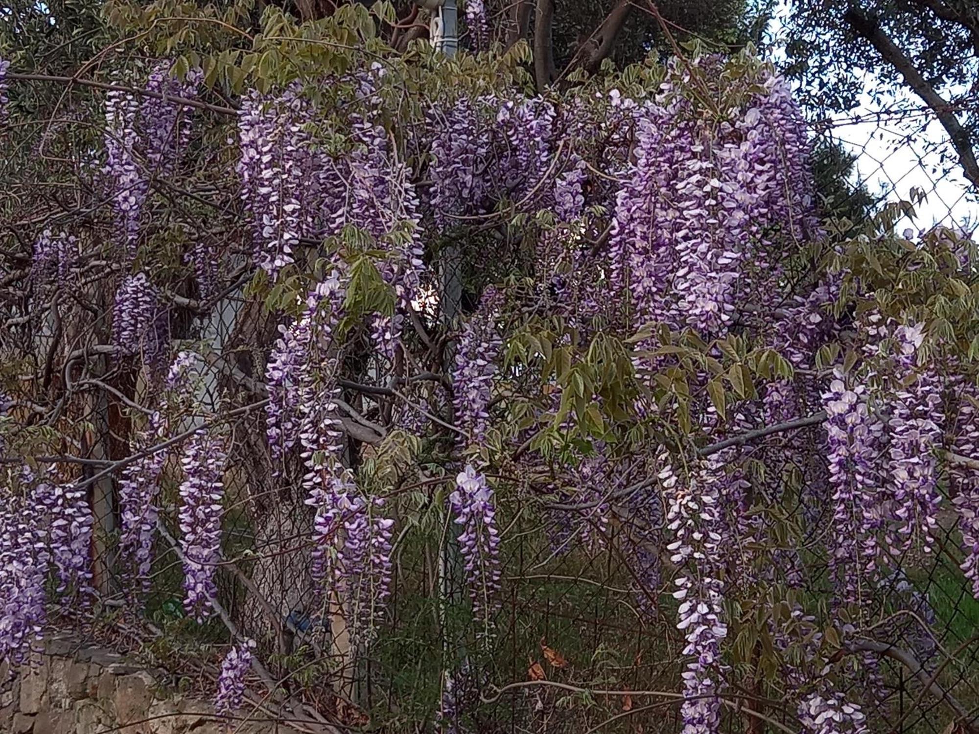 Acra Melia PalaiónTsiflíkion